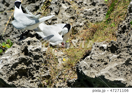 宮古島/夏の渡り鳥エリグロアジサシ 宮古島/夏の渡り鳥エリグロアジサシ 47271106