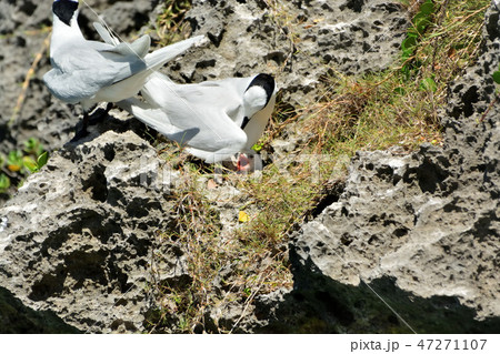 宮古島/夏の渡り鳥エリグロアジサシ 宮古島/夏の渡り鳥エリグロアジサシ 47271107
