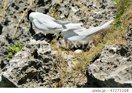 宮古島/夏の渡り鳥エリグロアジサシ 宮古島/夏の渡り鳥エリグロアジサシ 47271108