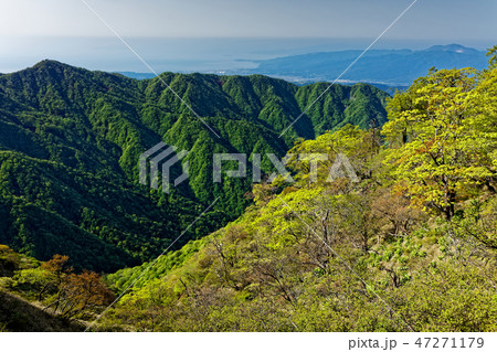 新緑の丹沢山稜線から見る塔ノ岳と箱根の山並み 47271179
