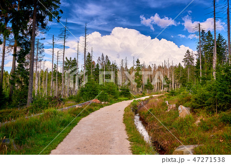 forest dieback 47271538