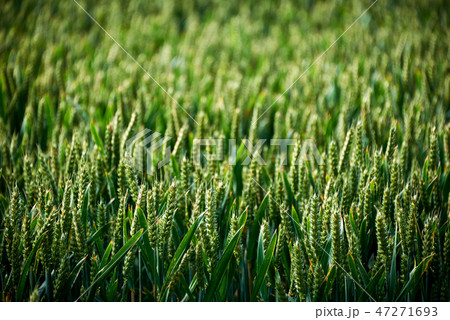 meadow flowers on field meadow flowers on field 47271693