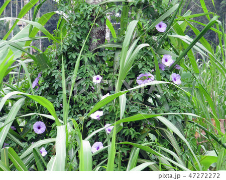 花 フラワー お花 47272272