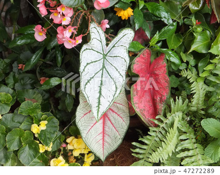 花 フラワー お花 47272289