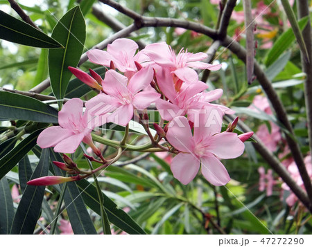 花 フラワー お花 47272290