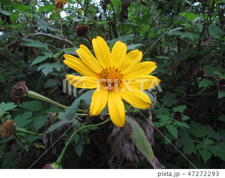 花 フラワー お花 47272293