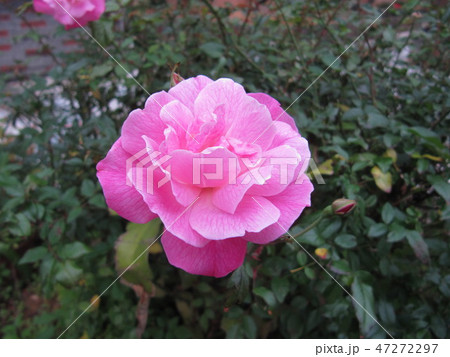 花 フラワー お花 47272297