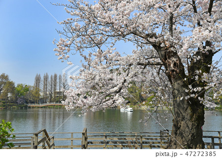 東京都大田区　洗足池公園の桜 47272385