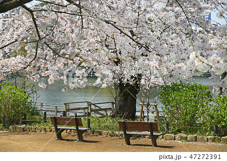 東京都大田区 洗足池公園の桜 東京都大田区 洗足池公園の桜 47272391