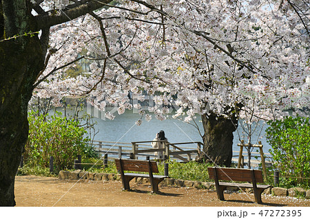 東京都大田区　洗足池公園の桜 47272395