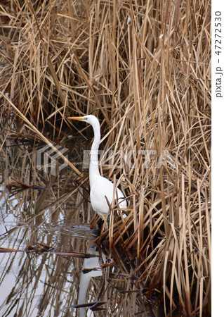 葦の茂みに身を潜めるダイサギ 47272530