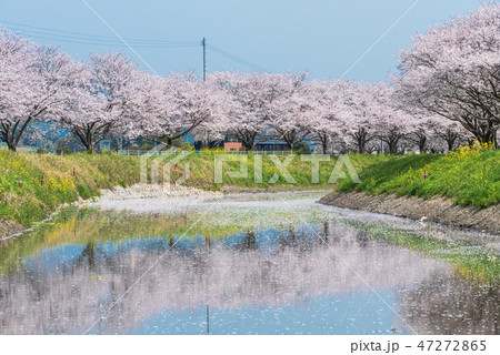 桜の咲く季節 桜の咲く季節 47272865