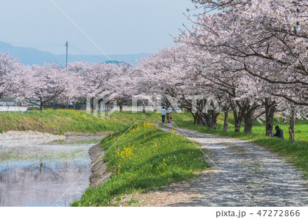 桜の咲く季節 47272866
