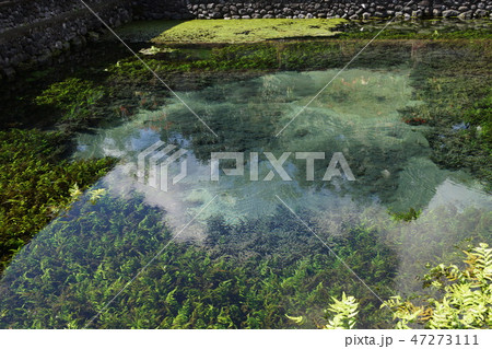 バリ島 ティルタエンプル寺院の聖水が湧く泉 47273111