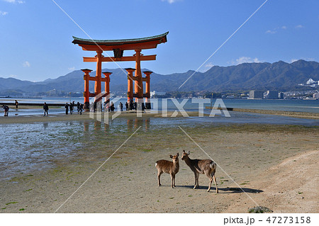 宮島の大鳥居とその近くで戯れる二頭の鹿 47273158