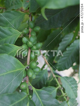 コーヒー豆_国産 47273264