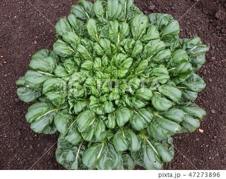 タアサイ 野菜 畑 タアサイ 野菜 畑 47273896