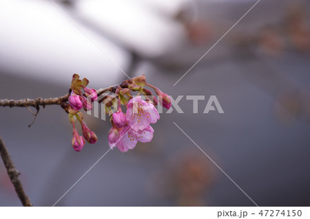 東寺 御影堂の河津桜 東寺 御影堂の河津桜 47274150