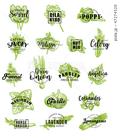 Spices and herbs icons with lettering 47274520