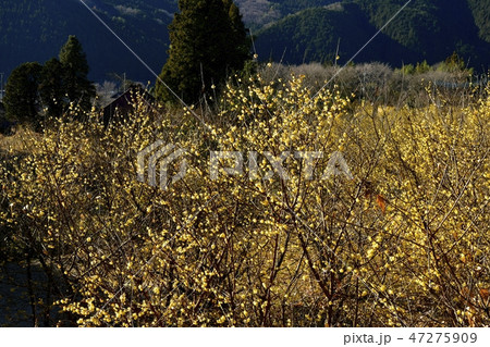栃木県鹿沼市上永野の蝋梅の里 47275909