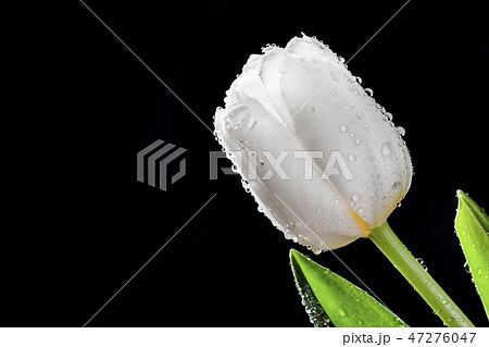 Fresh white tulip with water drops close-up on black background. 47276047