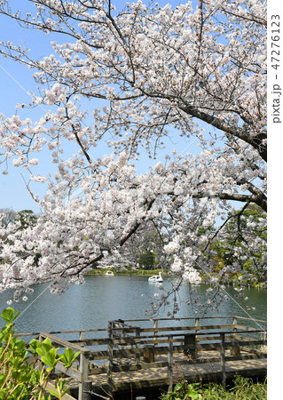 東京都大田区 洗足池公園の桜 東京都大田区 洗足池公園の桜 47276123