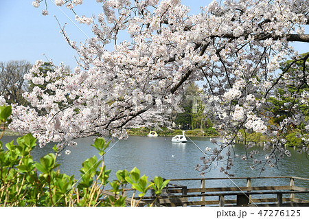 東京都大田区 洗足池公園の桜 東京都大田区 洗足池公園の桜 47276125