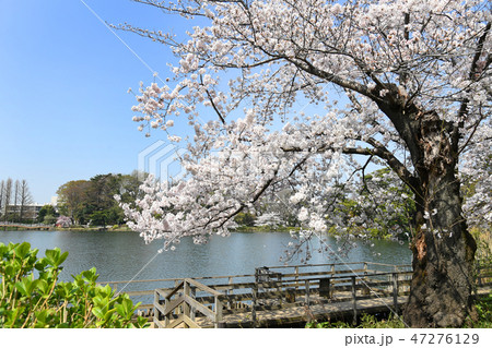 東京都大田区 洗足池公園の桜 東京都大田区 洗足池公園の桜 47276129