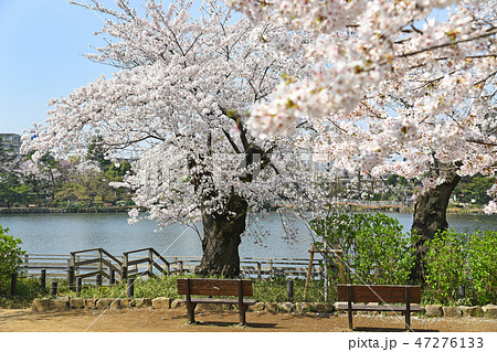東京都大田区 洗足池公園の桜 東京都大田区 洗足池公園の桜 47276133