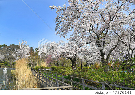 東京都大田区　洗足池公園の桜 47276141