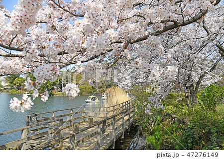 東京都大田区　洗足池公園の桜 47276149