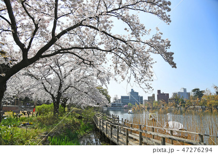 東京都大田区 洗足池公園の桜 東京都大田区 洗足池公園の桜 47276294