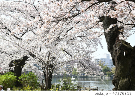 東京都大田区 洗足池公園の桜の写真素材