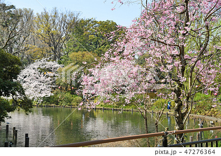 東京都大田区 洗足池公園の桜の写真素材