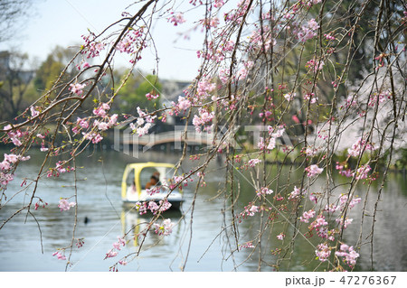 東京都大田区 洗足池公園の桜 東京都大田区 洗足池公園の桜 47276367