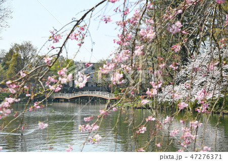 東京都大田区 洗足池公園の桜 東京都大田区 洗足池公園の桜 47276371