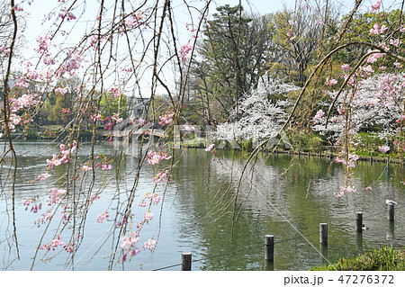 東京都大田区 洗足池公園の桜 東京都大田区 洗足池公園の桜 47276372