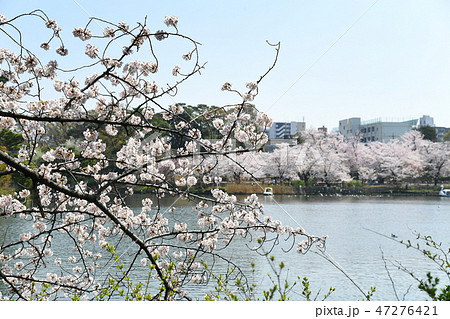 東京都大田区　洗足池公園の桜 47276421