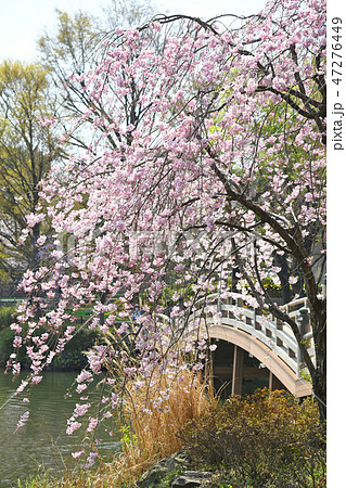 東京都大田区　洗足池公園の桜 47276449