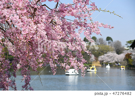 東京都大田区　洗足池公園の桜 47276482