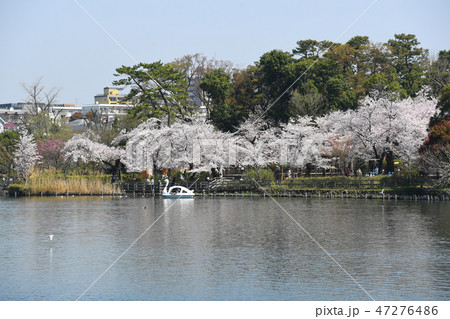 東京都大田区　洗足池公園の桜 47276486