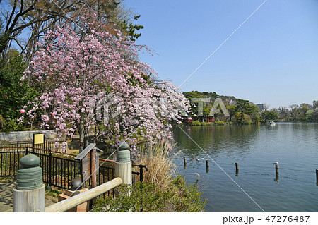 東京都大田区 洗足池公園の桜 東京都大田区 洗足池公園の桜 47276487