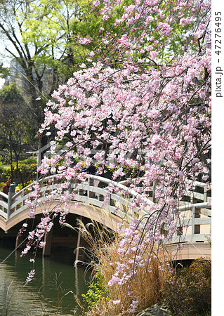 東京都大田区 洗足池公園の桜の写真素材