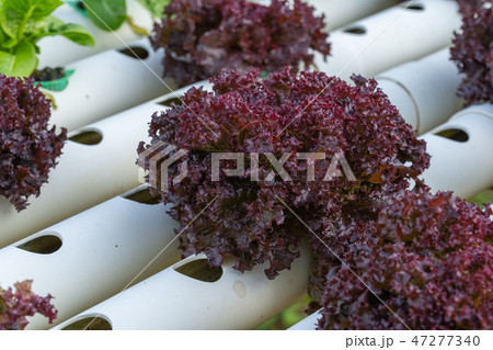 red coral lettuce hydroponics vegetable 47277340
