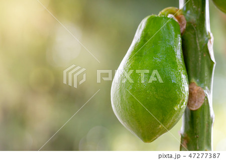 Papaya wet with water drop on tree in organic farm Papaya wet with water drop on tree in organic farm 47277387