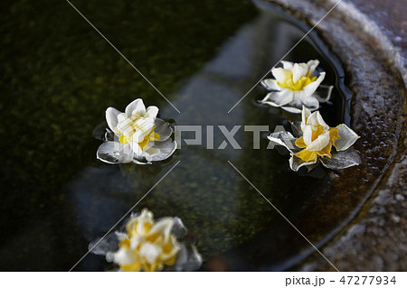 手水鉢 水仙 手水鉢 水仙 47277934