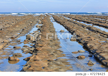 青島_宮崎市 隆起海床と奇形波蝕痕(史跡名勝天然記念物) 青島_宮崎市 隆起海床と奇形波蝕痕(史跡名勝天然記念物) 47278425