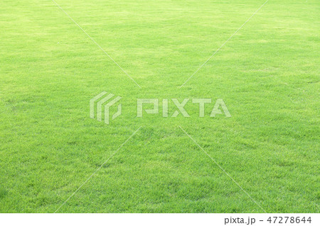 Green field at the public park Green field at the public park 47278644