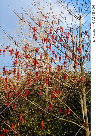 冬のイイギリの木に実る赤い果実 冬のイイギリの木に実る赤い果実 47278704