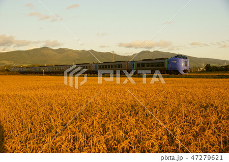 黄金色の室蘭本線　キハ281系特急スーパー北斗 47279621